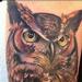 Tattoos - realistic color owl tattoo, Brent Olson Art Junkies tattoo - 75495